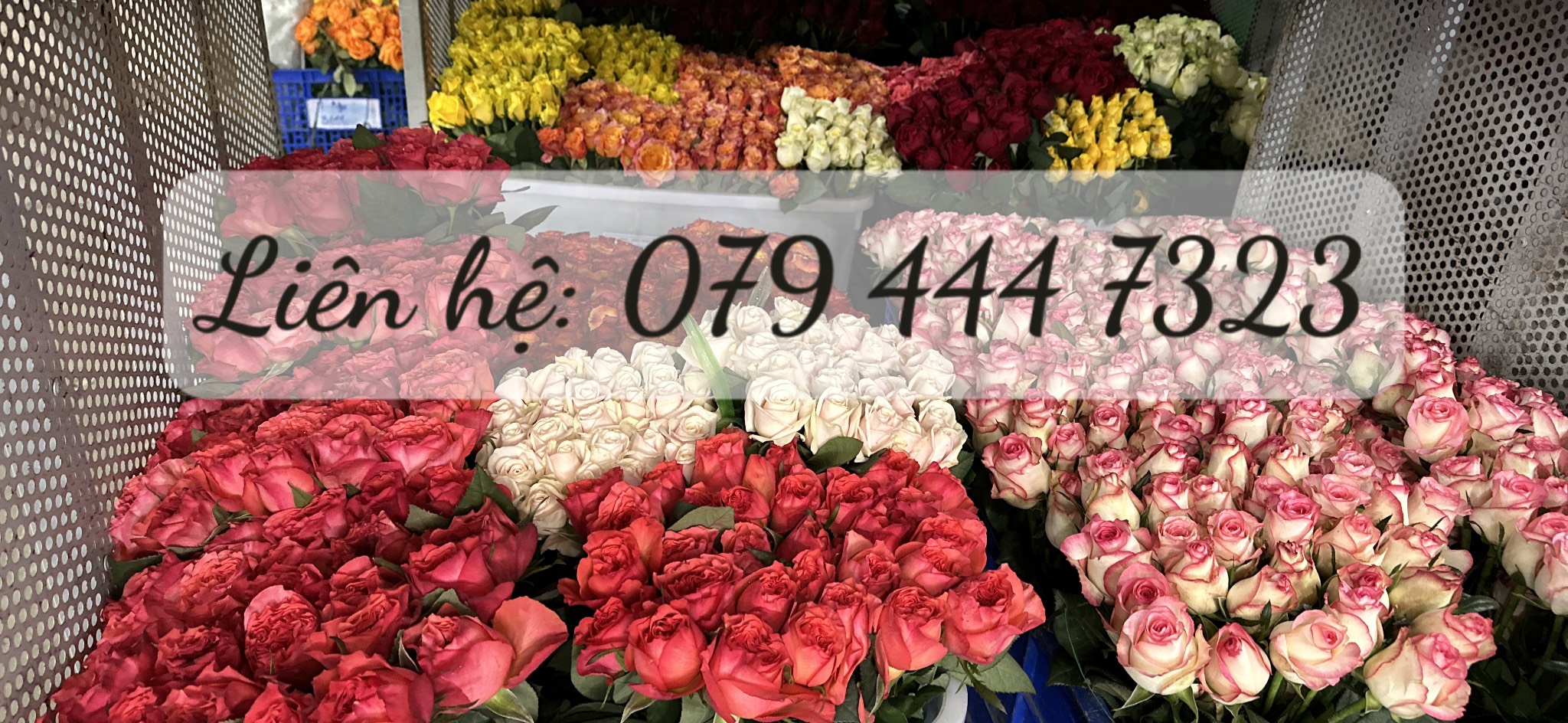 lĩnh vực hoạt động